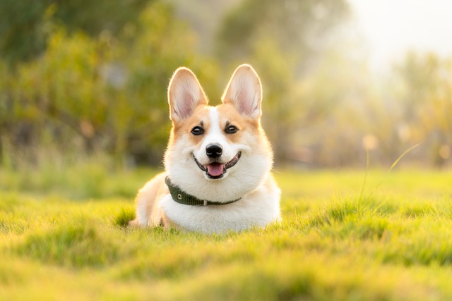 Doggo 1