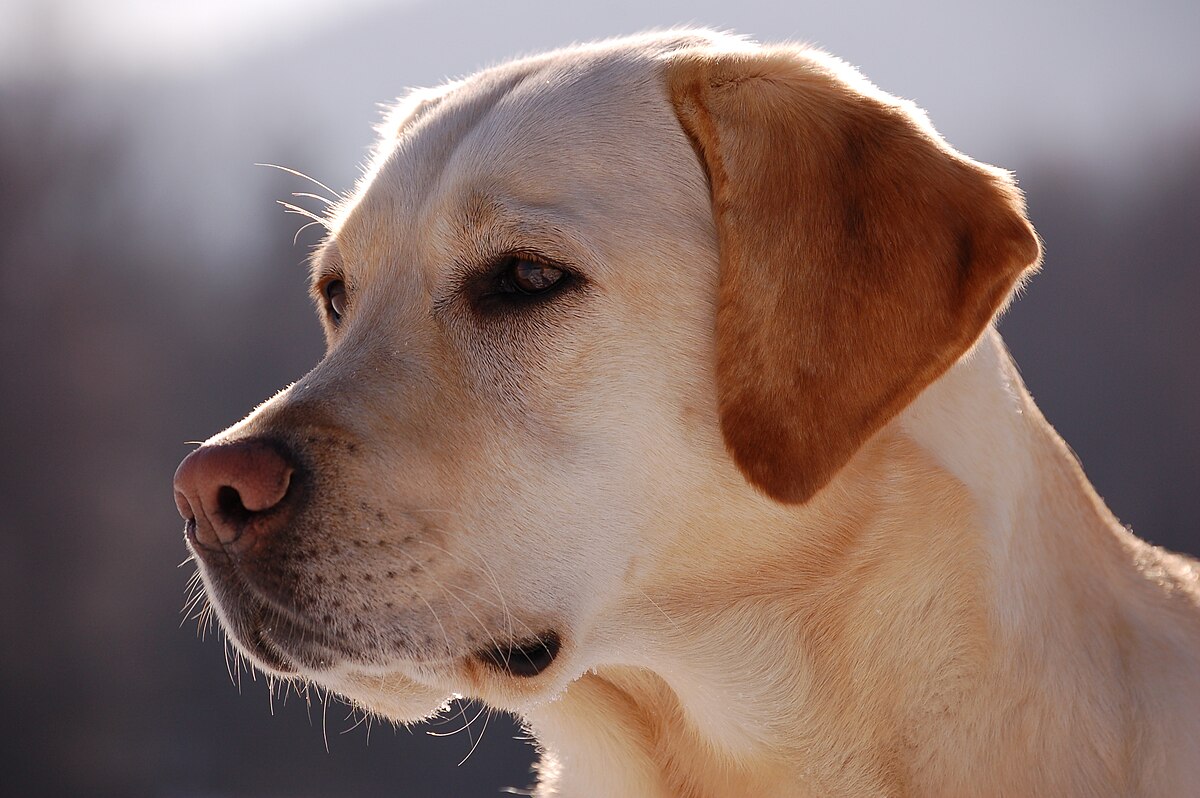 Doggo 2