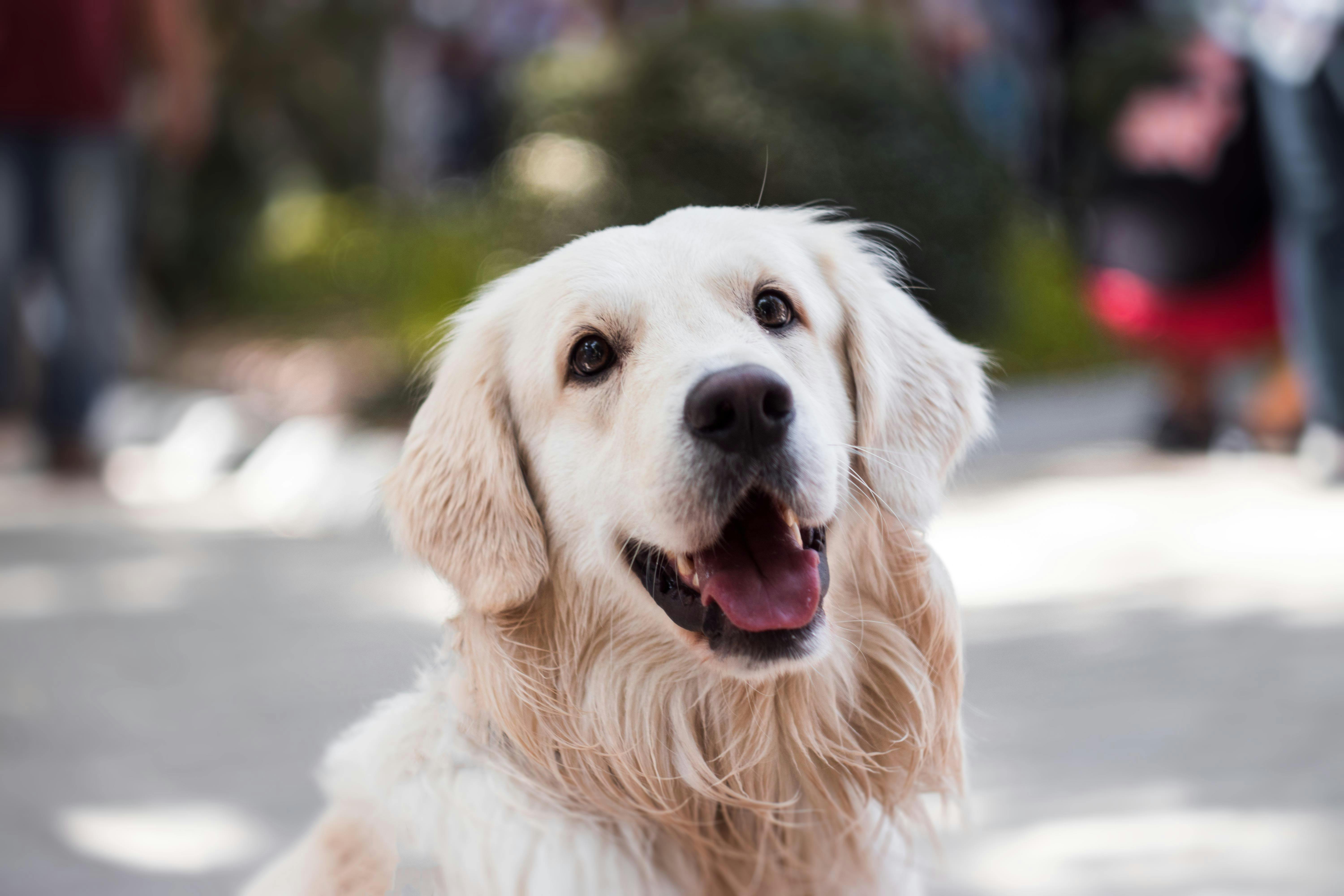 Doggo 3